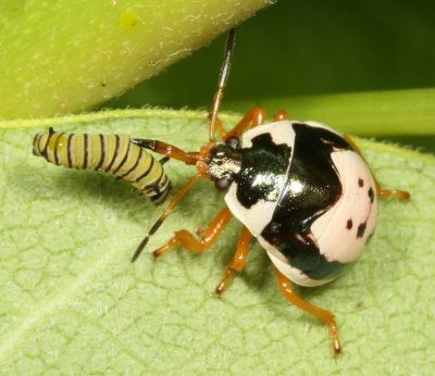 Anchor Stink Bug nymph - Monarch caterpillar