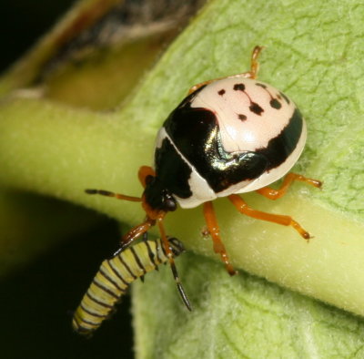 Anchor Stink Bug nymph - Stiretrus anchorago with an early instar Monarch caterpillar