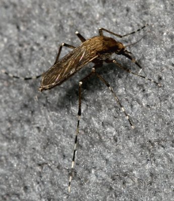 Ochlerotatus sollicitans ♀ * Golden Saltmarsh Mosquito