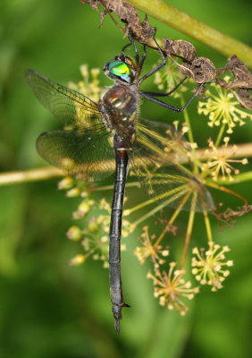 Clamp-tipped Emerald