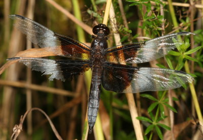 Widow Skimmer ♂