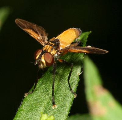 Trichopoda pennipes