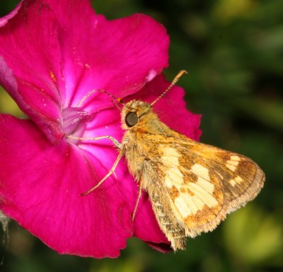 Peck's Skipper