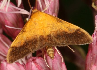 Hodges#5040 * Bicolored Pyrausta * Pyrausta bicoloralis