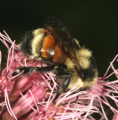 Bombus ternarius * Tricolored Bumble Bee