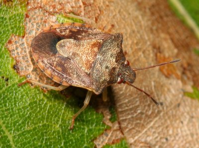 Dendrocoris humeralis