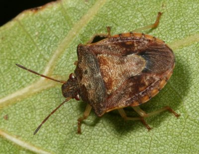 Dendrocoris humeralis