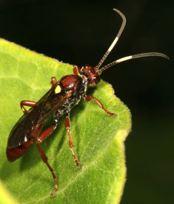 Ichneumoninae ♀