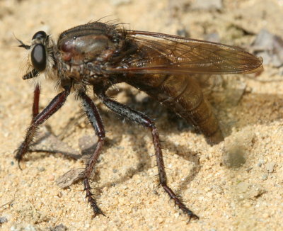 Genus Proctacanthus