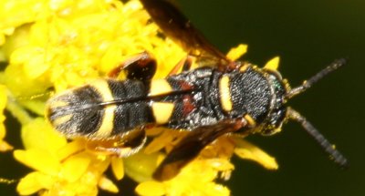 Leucospidae