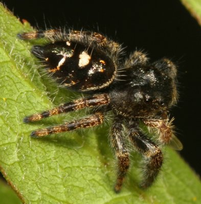 Phidippus audax
