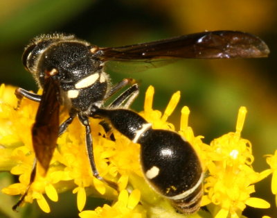 Eumenes fraternus ♀