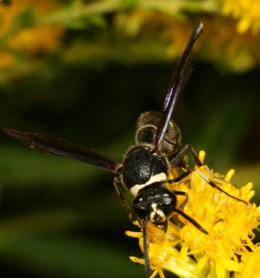 Eumenes fraternus