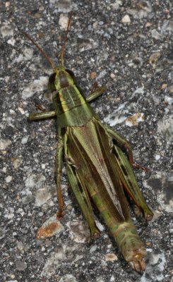 Melanoplus bivittatus femoratus