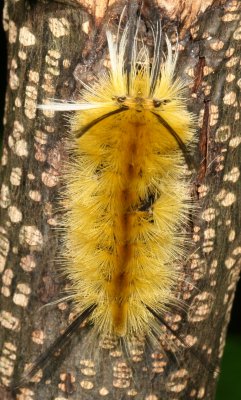 Hodges#8203 * Banded Tussock Moth