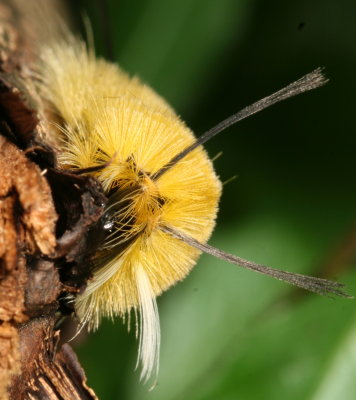 Banded Tussock Moth Caterpillar