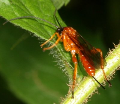 Theronia hilaris ♀