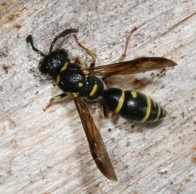 Parancistrocerus pedestris