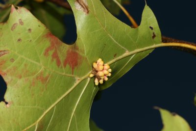 Kokkocynips decidua * Oak Wheat Gall
