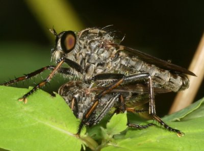 Machimus ♂ & ♀