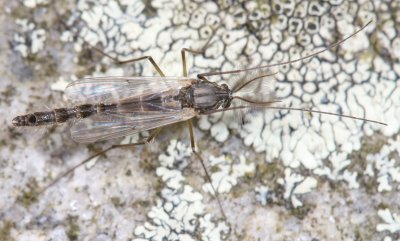 Chironomus group #2 ♂