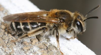 Andrena miserabilis ♀