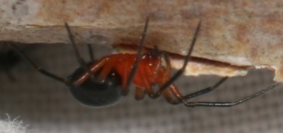 Erigoninae