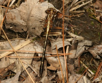 Lancet Clubtail