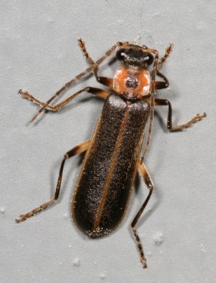 Podabrus basillaris