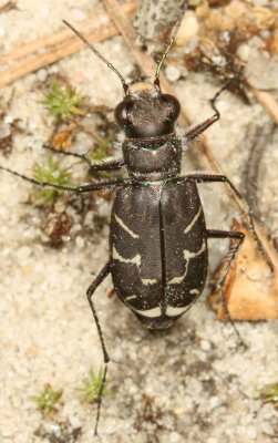 Oblique-lined Tiger Beetle