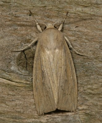 Hodges#10440 * Linen Wainscot Moth * Leucania linita (T)