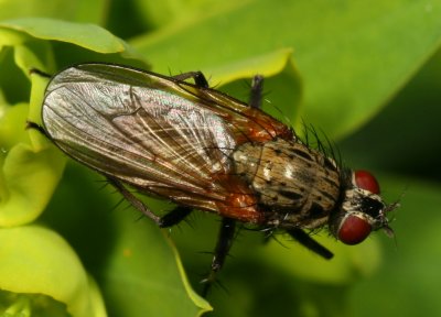 Root-Maggot Fly ♀