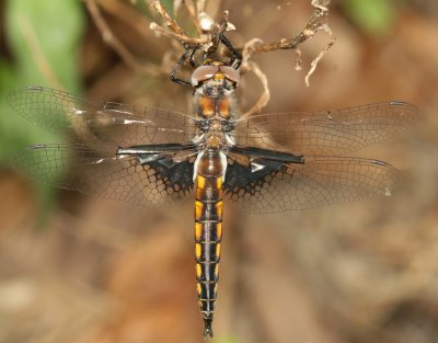 Mantled Baskettail * Epitheca semiaquea