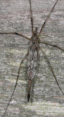 Tipula longiventris ♀