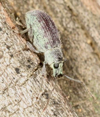 Cyrtepistomus castaneus * Asiatic Oak Weevil