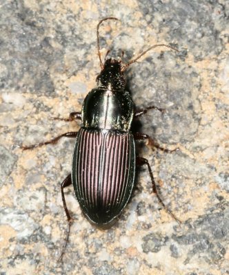 Pterostichini Tribe : Woodland Ground Beetles