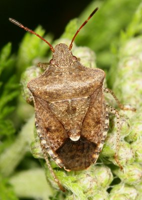 Euschistus tristigmus luridus * Dusky Stink Bug