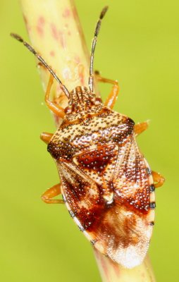 Acanthosomatidae : Shield Bugs