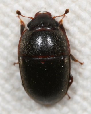 Cryptarcha ampla