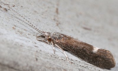 Leptoceridae : Longhorned Caddisflies