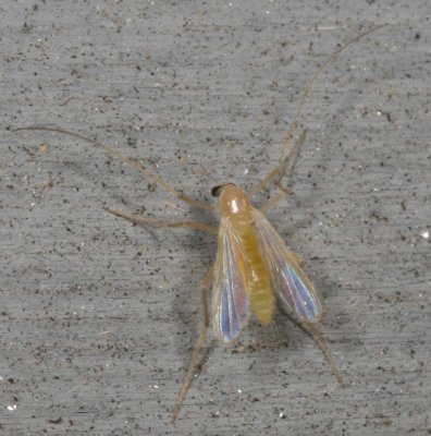 Subfamily Chironominae ♀
