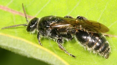 Genus Tiphia