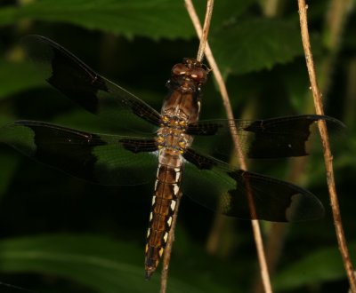 Libellula lydia ♂ (immature)