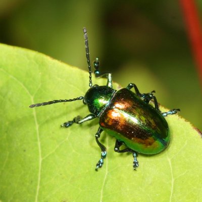 Chrysochus auratus * Dogbane Beetle