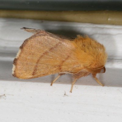 Hodges#7698 * Forest Tent Caterpillar Moth * Malacosoma disstria