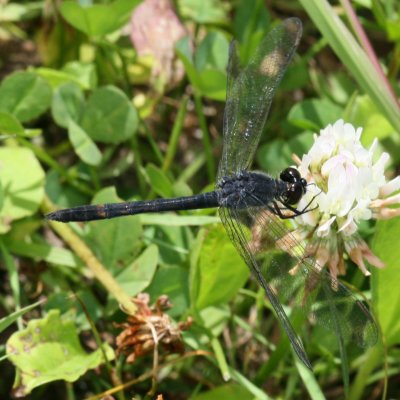 Seaside Dragonlet ♂