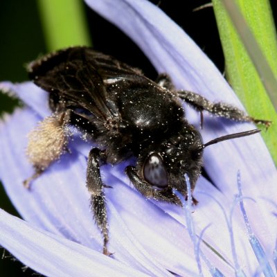 Melissodes bimaculata ♀