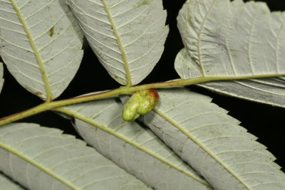 Melaphis rhois * Sumac Gall Aphid