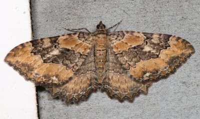 Hodges#7290 * Barberry Geometer * Rheumaptera meadii