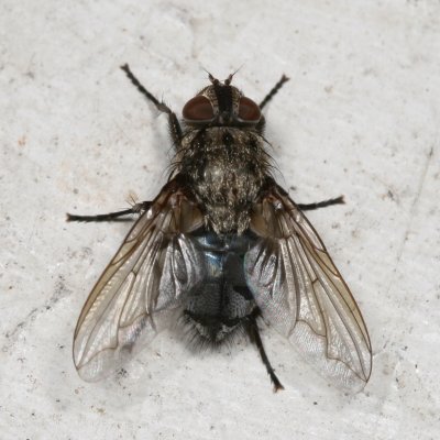 Pollenia vagabunda ♀
